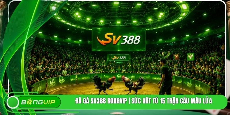 Đá Gà SV388 BONGVIP | Sức Hút Từ 15 Trận Cầu Máu Lửa
