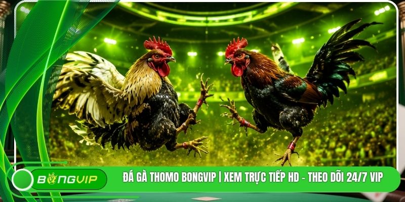 Đá Gà Thomo Bongvip | Xem Trực Tiếp HD - Theo Dõi 24/7 VIP